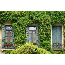 (Pack of 24) The Evergreen Climbing Garden Border Mix Large Mature Plants