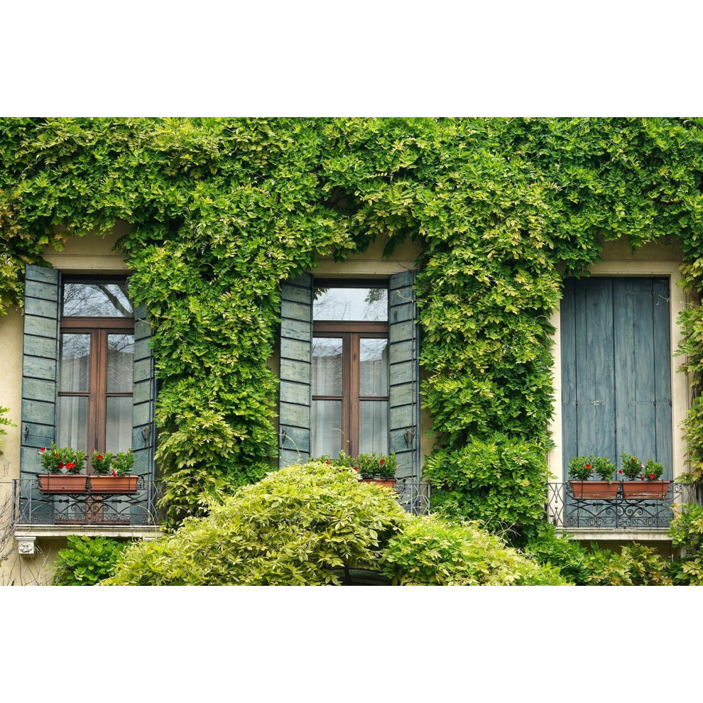 Directplants (Pack Of 24) The Evergreen Climbing Garden Border Mix Large Mature Plants