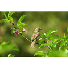 (Pack of 24) The Wildlife Hardy Shrub Garden Border Mix Large Mature Plants