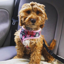 (Small) AllPetSolutions Dog Harness with Reflective Strip in Pink Tartan S/M/L