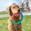 KONG KONG Twistz Dog Ring Toy 2