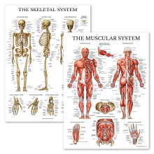 Palace Learning Muscular Skeletal System Anatomical Poster Set LAMINATED 2 Chart Set Human Skeleton Muscle Anatomy 18