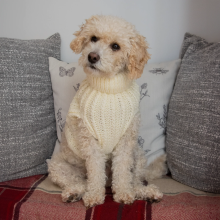(Large) AllPetSolutions Dog Luxury Knitted Fitted Jumper in Cream - S/M/L