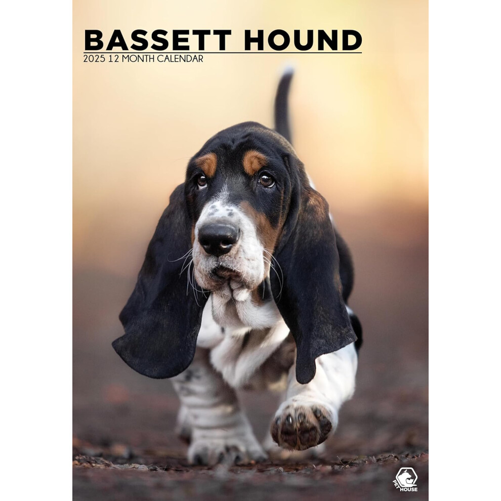 Bassett Hound 2025 - A3 Size Wirobound Calendar