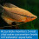 API 800 Test Freshwater Aquarium Water Master Test Kit 3