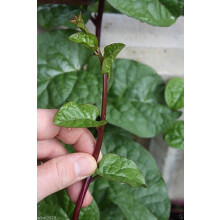100 Semi di Spinaci Malabar Rossi [Callaloo a foglia spessa] vite a crescita rapida