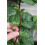Red Castle 100 Rote Malabar-Spinat-Samen [guyanischer dicker Blatt-Callaloo] schnell wachsende Rebe 1