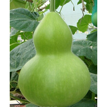 Grote Fleskalebas Zaad, Lagenaria leucantha var gourda, Alleen voor decoratief gebruik. (25 Zaden)