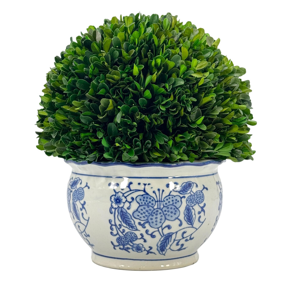 Galt International 11 Naturally Preserved Real Boxwood Ball in HandPainted Round Bulb Blue  White China Pot Planter Green In