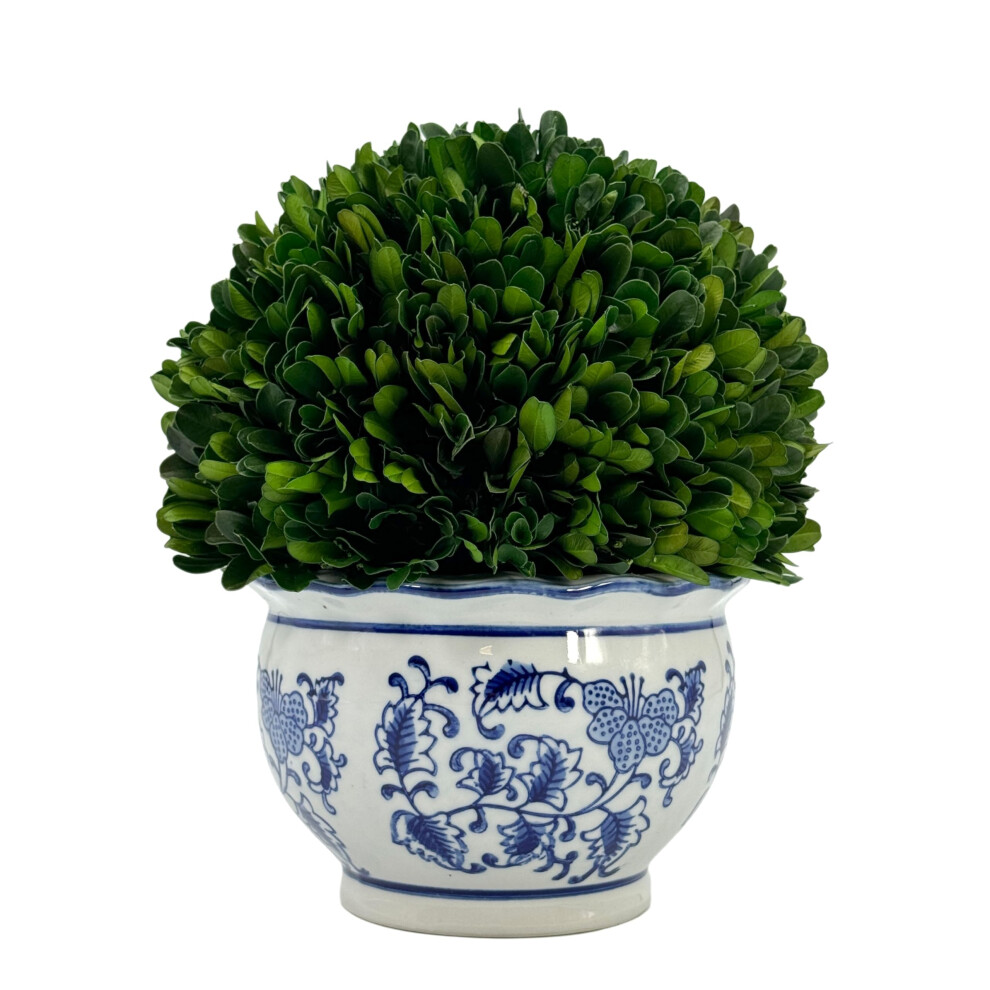 Galt International 95 Naturally Preserved Real Boxwood Ball in HandPainted Round Bulb Blue  White China Pot Planter Green I