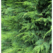 (Pack of 10) Green Leylandii Cupressocyparis Leylandii Hedging Trees 3-4ft Supplied in 3 Litre Pots