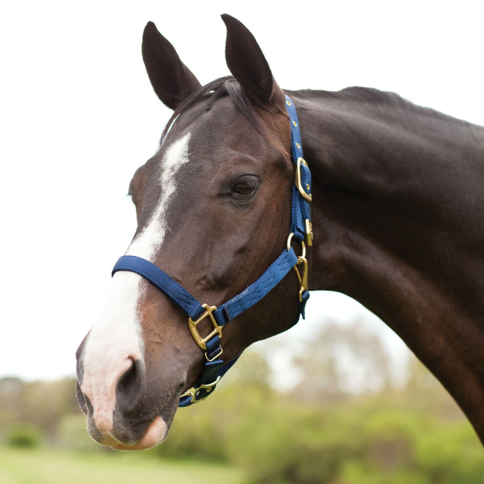 Hamilton 1Inch Nylon Halter with Adjustable Chin  Navy Blue  Average Size