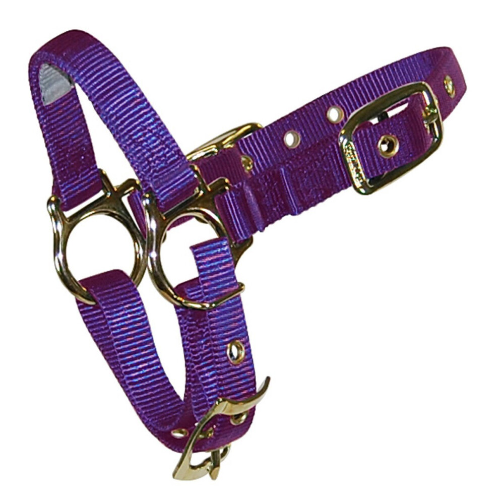 Hamilton 34 Sheep Halter with Adjustable Chin Strap  Purple