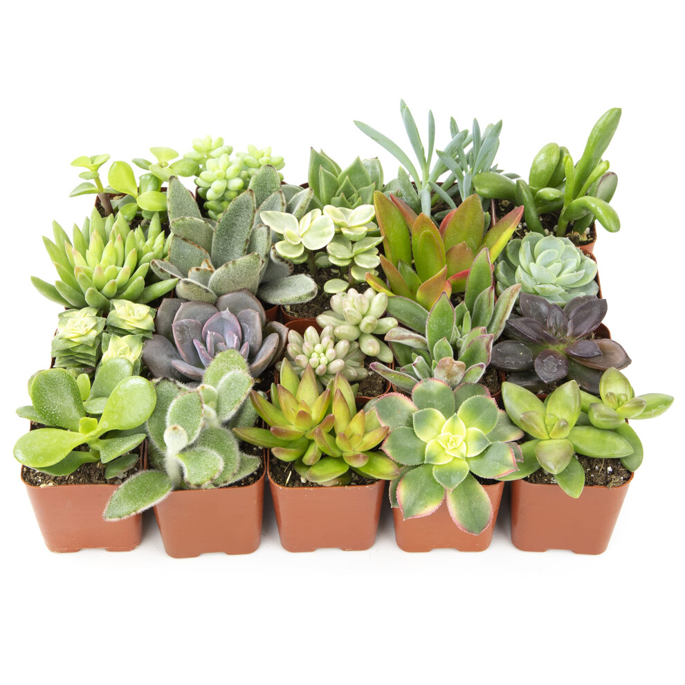 Altman Plants  Live Succulent Plants 20 Pack Assorted Potted Succulents Plants Live House Plants in Cacti and Succulent Soil M