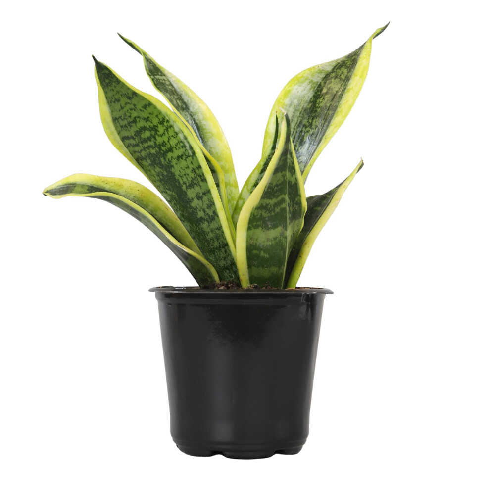 Live Snake Plant  Sansevieria trifasciata Superba  Fully Rooted Indoor House Plant in Pot  Mother in Law Tongue Sansevieria Plan