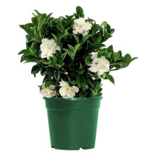American Plant Exchange Gardenia Veitchii Bush Fragrant White Flower Blooms Live Gardenia Plant 6Inch Plant Pot for Home and