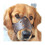 Dog Leather Anti Bark Muzzle for Large Medium Small Dogs M 1
