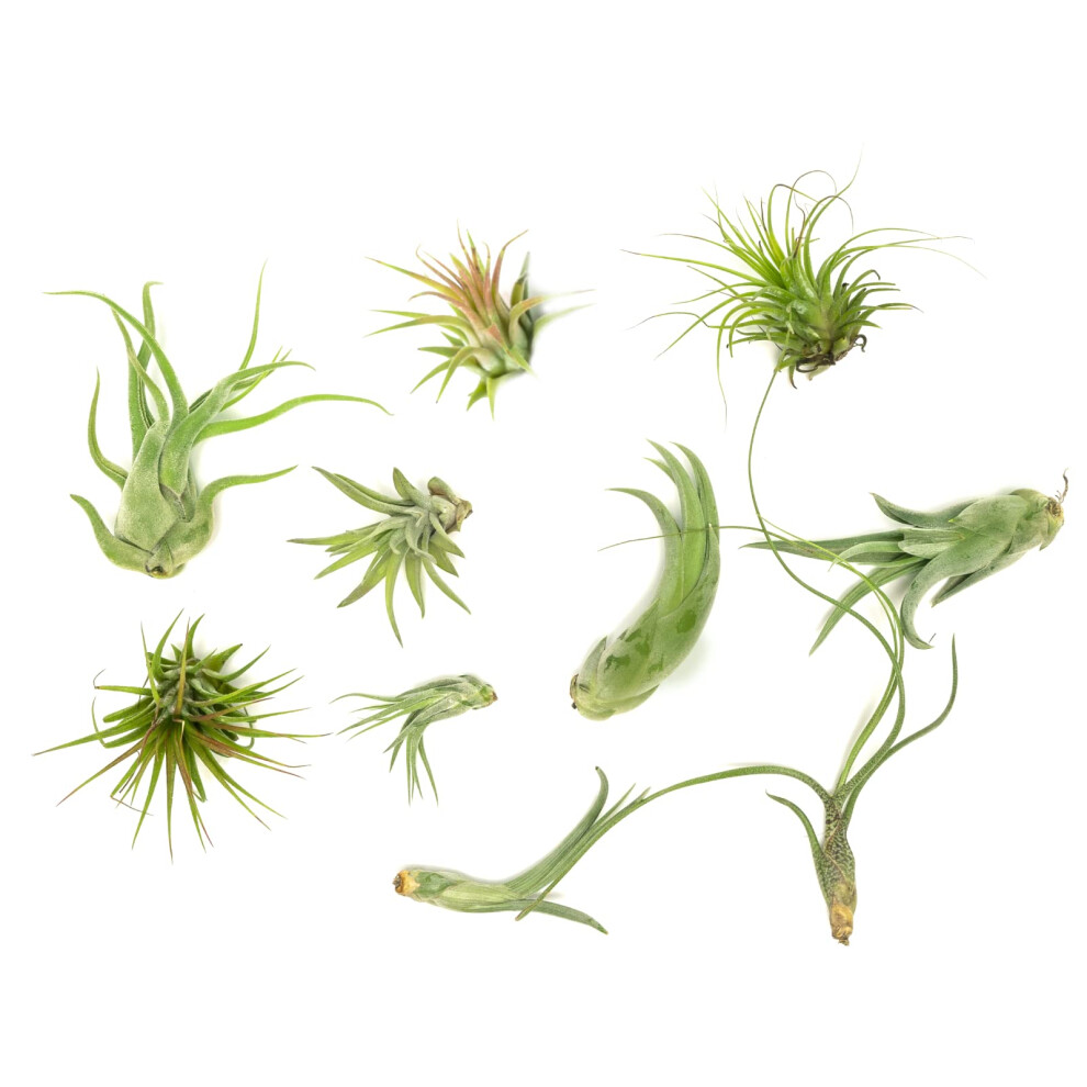 Air Plant Low Light House Plants Box 10PK  Tillandsia Air Plants Live Houseplants Live Indoor Plants Live Succulents Plants Live