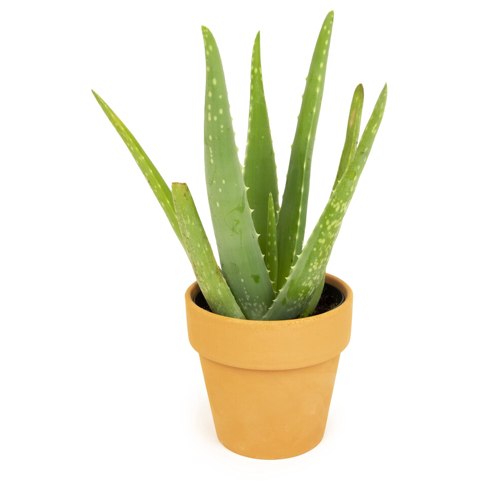 Aloe Vera Plant Live Succulent Plants  Live Aloe Plant in Clay Pot  Live Aloe Vera Plant Succulents  Aloe Plants Live Indoor Pla