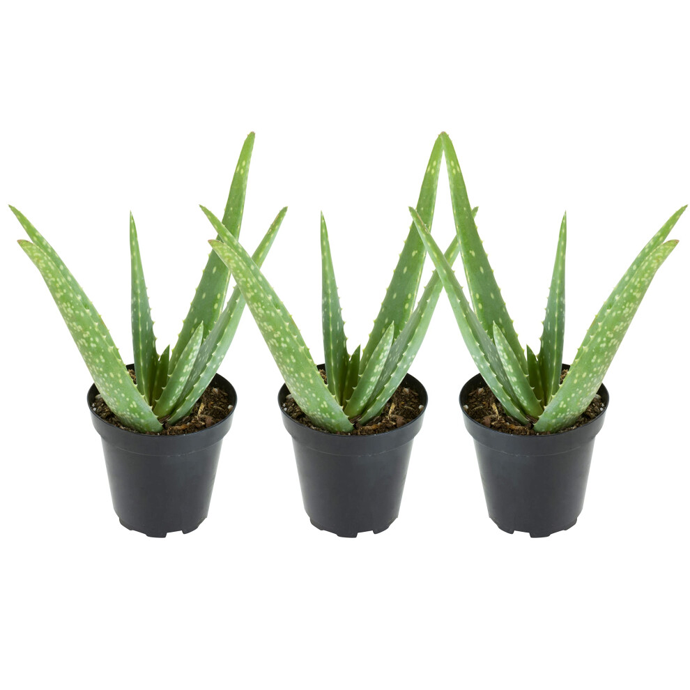 Aloe Vera Plant Live Succulent Plants 3 Pack  Live Aloe Vera Plant Succulents  Live Aloe Plant in Aloe Plant Pot  Aloe Plants