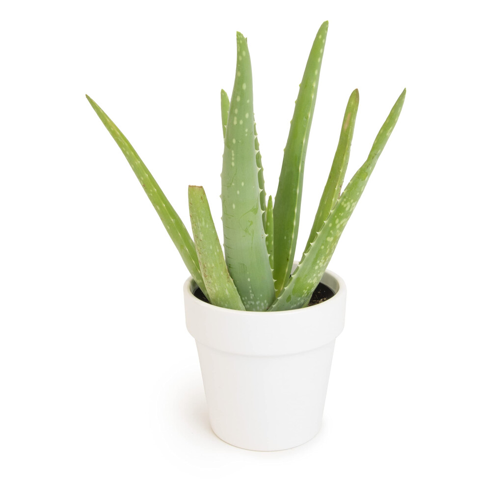 Aloe Vera Plant Live Succulent Plants  Live Aloe Plant in White Planter  Live Aloe Vera Plant Succulents  Aloe Plants Live Indoo