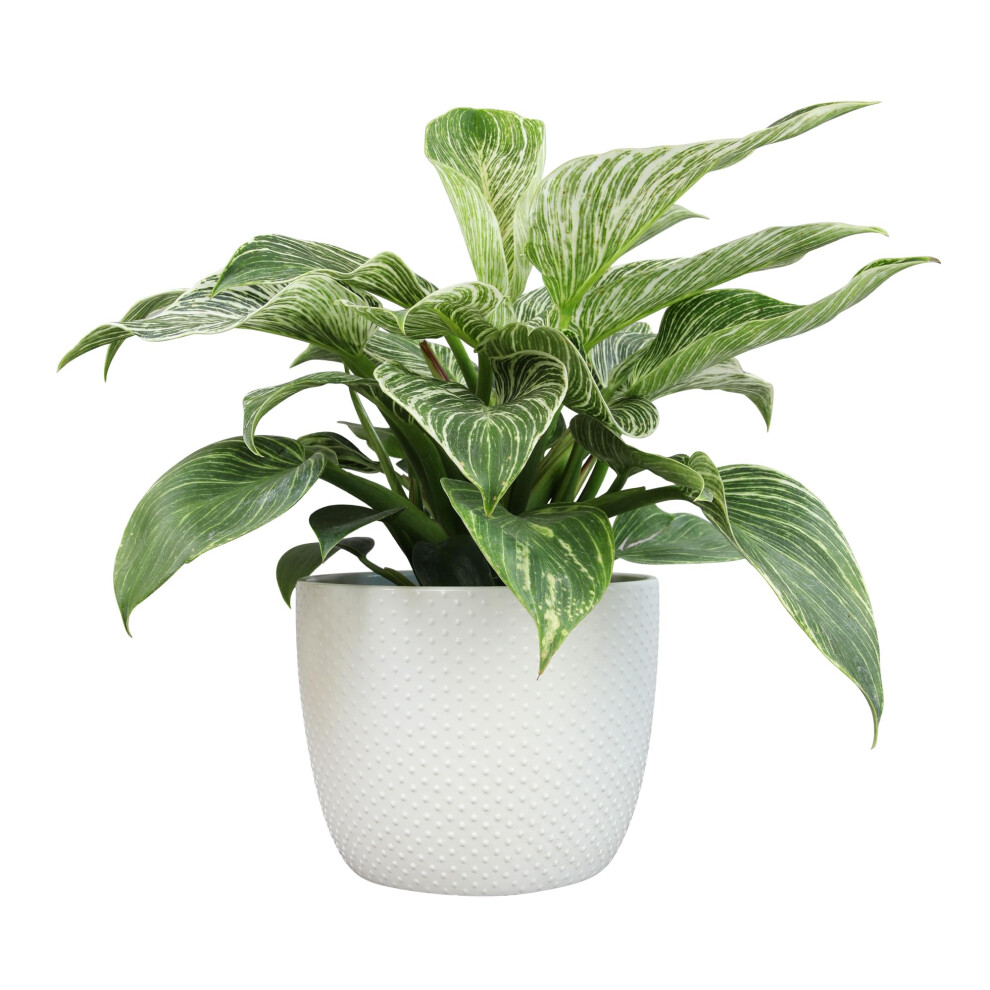 Live Philodendron Plant Birkin in White 6 Inch Pot for Plants  Live Plant Decor  Easy Plant Gift  Desk Plant  Indoor Plants Li