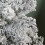 60cm Mini Imperial Snow Flocked Christmas Tree in Burlap Base 6