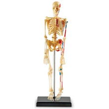 Learning Resources Skeleton Model Miniature Model Easy to Manipulate 41-Piece Model Ages 8+ Multi-color 9.2 inches tall
