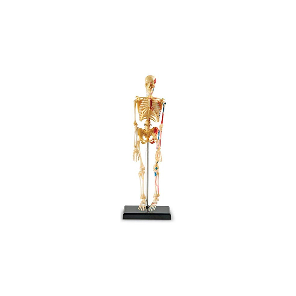 Learning Resources Skeleton Model  Miniature Model  Easy to Manipulate  41-Piece Model  Ages 8+ Multi-color  9.2 inches tall