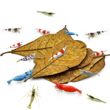 SunGrow Catappa Indian Almond Leaves for Shrimp Aquariums  4-7 Inches Long Leaf (10 Pcs)  Lowers Your Tank's pH and Pet Stress  Creates Better Habitat
