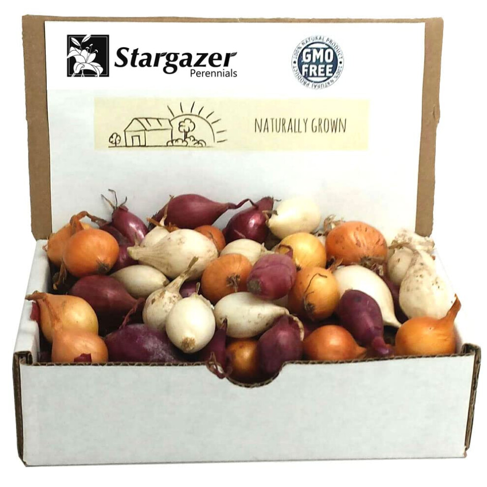 Mixed Red  White and Yellow Onion Sets 8 oz | Naturally Grown Non-GMO Bulbs - Easy to Grow Onion Assortment