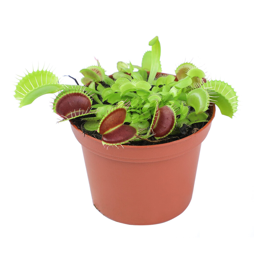 3 Inch Live Venus Fly Trap Live Plant  Dionaea Muscipula Venus Fly Trap Plant  Sundew Carnivorous Plants Live Houseplants  Venus Fly Trap Terrarium Pl