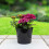7.5 Litre N203 Round Container Pot (Pack of 2), Black 3