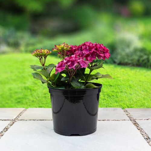 7.5 Litre N203 Round Container Pot (Pack of 2), Black 2