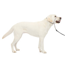 PetSafe Gentle Leader No-Pull Dog Headcollar - The Ultimate Solution to Pulling - Redirects Your Dog's Pulling for Easier Walks - Helps You Regain Con