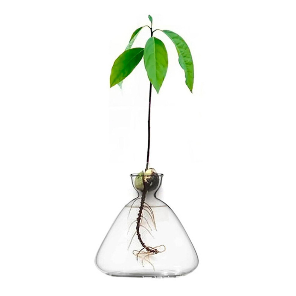 Avocado Tree Growing Vase Avocado Seed Sprout Starter Vase Planter Pot For Growing Plant Glass
