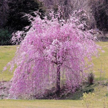 20Pcs/Bag Sakura Seeds Natural Viable Showy Sakura Tree Seeds for Garden