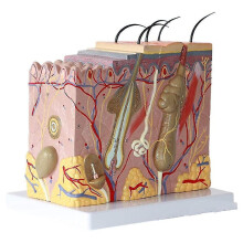 Skin Model 50x Enlarged Anatomical Skin Model Anatomy Three-dimensional Skin Model for Classroom St