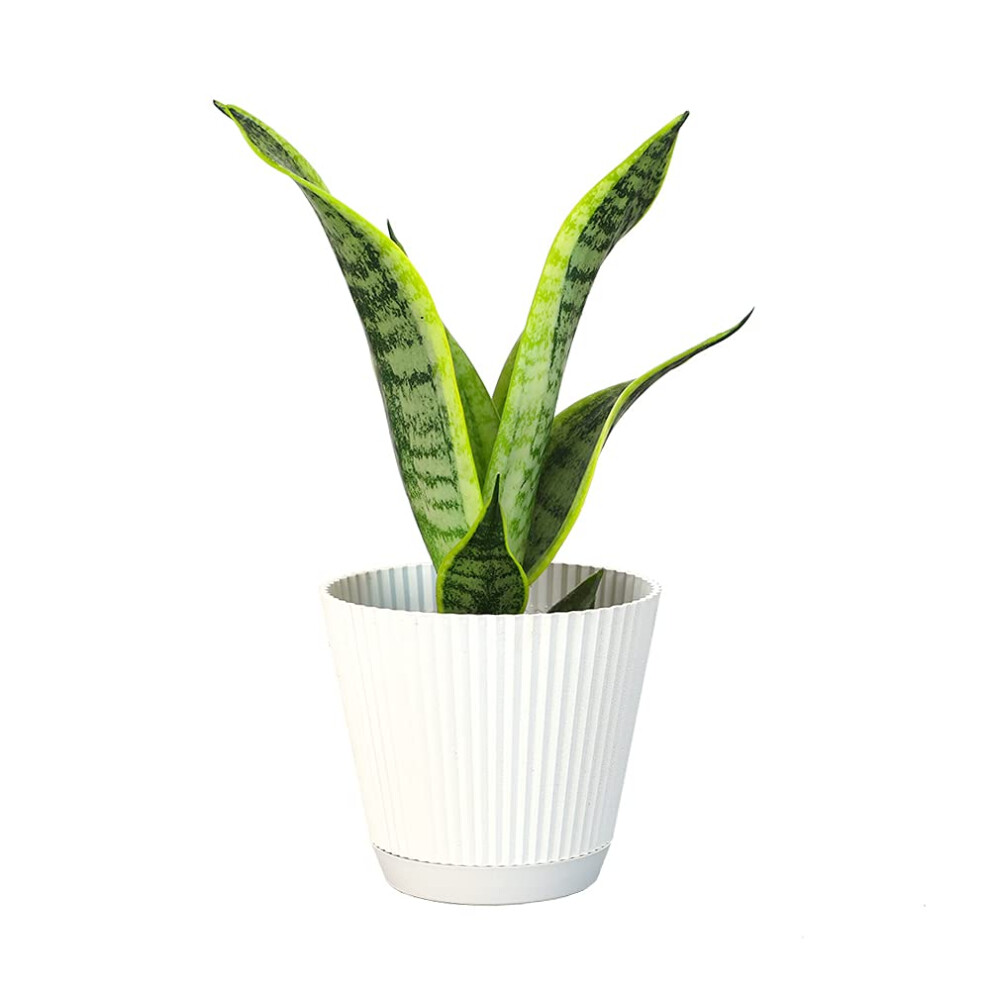 Live Snake Plant with Decorative White Pot  Sansevieria Trifasciata Superba  Fully Rooted Indoor House Plant  Mother in Law Tongue Sansevieria Plant