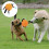 Dog rope pull toy - Interactive chew toy for puppies - Orange colour 4