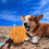 Dog rope pull toy - Interactive chew toy for puppies - Orange colour 3