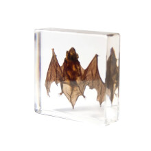 Taxidermy Bat, Bat Specimens Animal Specimen In Resin For Science Classroom Science Education, Great Gift