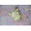 Old India Bay Leaves 1 Kg 6