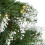 Habitat 6ft Snow Tipped Christmas Tree 4