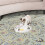 Pounce Cat Toy, Interactive Automatic Toy Adjustable Electronic Battery Operated Toy 4