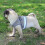 (Red, S) Cat Harness, Cat Harness Escape Proof 6