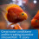 API Stress Coat Aquarium Water Conditioner, Fish , 473 ml Bottle 5