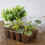 72-Cell Nursery Pots Kit with Lid & Trays, Green 8