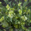 Sweet Pea Trail 2