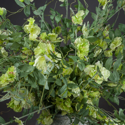 Sweet Pea Trail 1